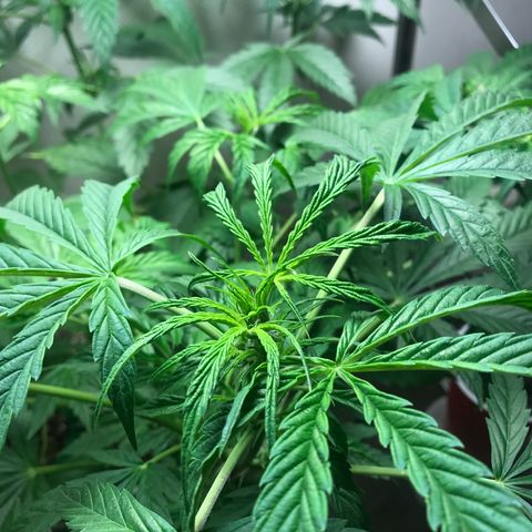Auto Power Plant growlog timeline photo