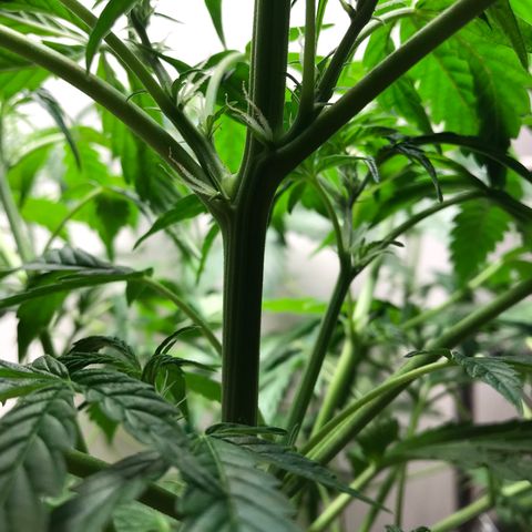 Auto Power Plant growlog timeline photo