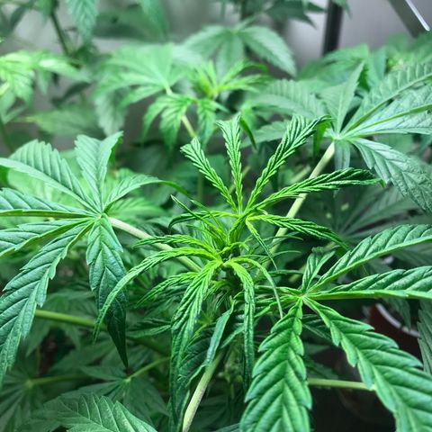 Auto Power Plant growlog timeline photo
