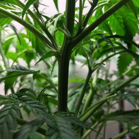 Auto Power Plant growlog timeline photo