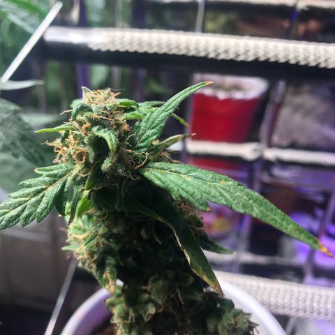 Auto Power Plant growlog timeline photo