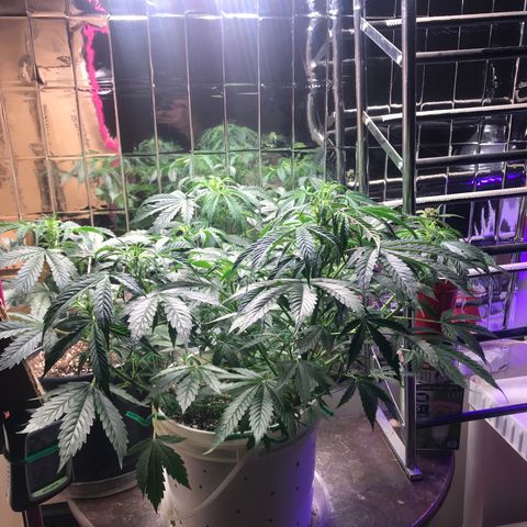 Auto Power Plant growlog timeline photo