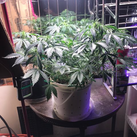Auto Power Plant growlog timeline photo