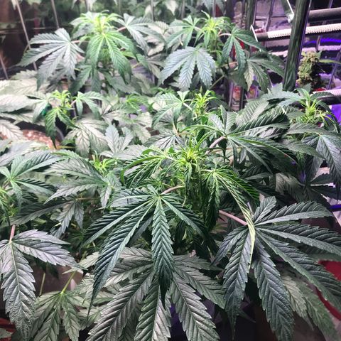 Auto Power Plant growlog timeline photo