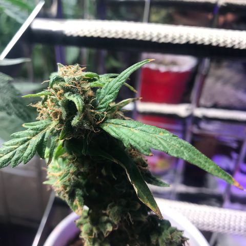 Auto Power Plant growlog timeline photo