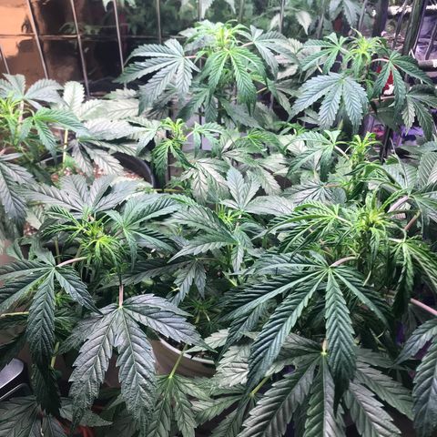 Auto Power Plant growlog timeline photo