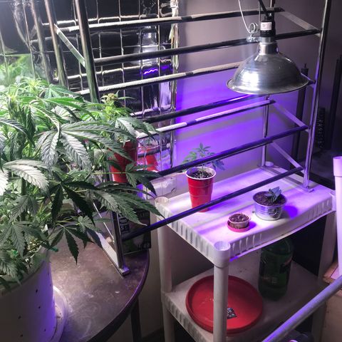 Auto Power Plant growlog timeline photo