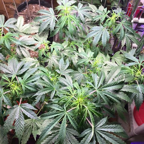 Auto Power Plant growlog timeline photo