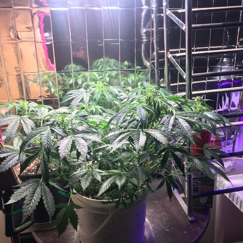 Auto Power Plant growlog timeline photo