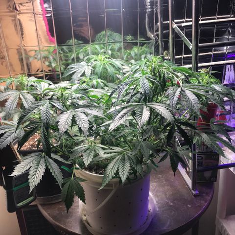 Auto Power Plant growlog timeline photo