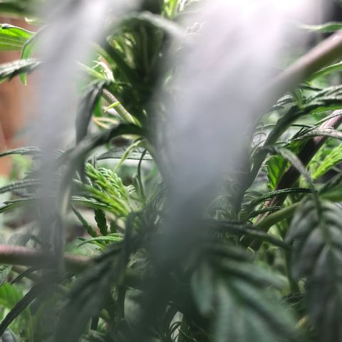 Auto Power Plant growlog timeline photo