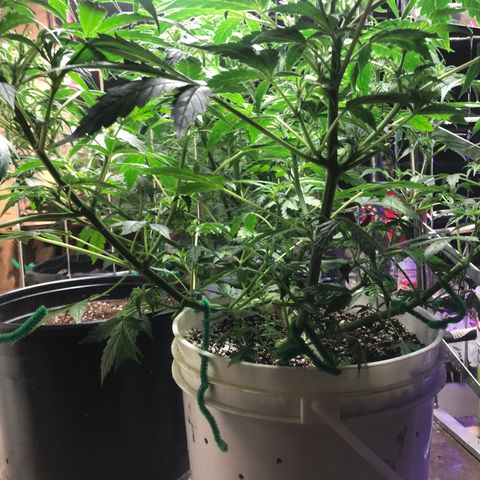 Auto Power Plant growlog timeline photo