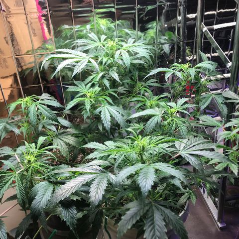 Auto Power Plant growlog timeline photo
