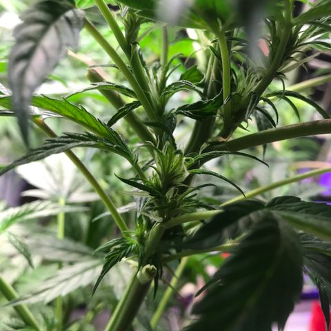 Auto Power Plant growlog timeline photo