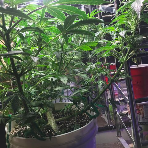 Auto Power Plant growlog timeline photo