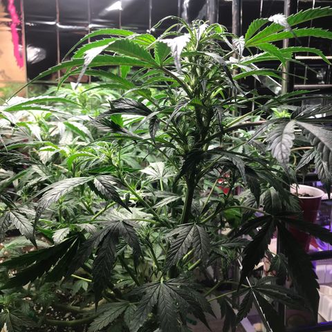 Auto Power Plant growlog timeline photo