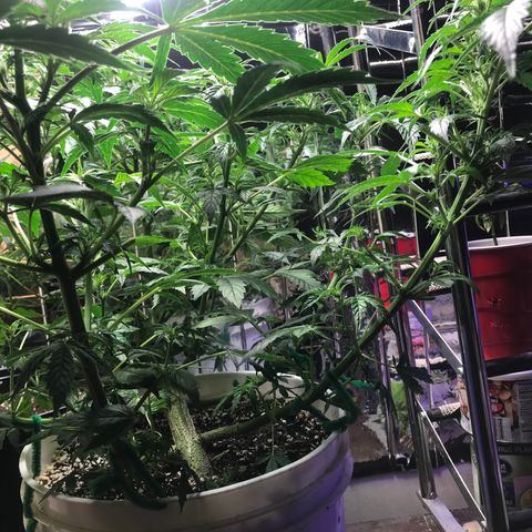 Auto Power Plant growlog timeline photo