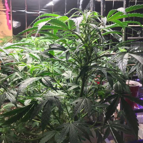Auto Power Plant growlog timeline photo