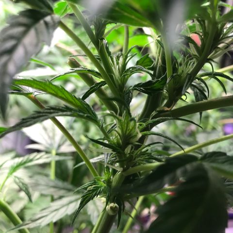Auto Power Plant growlog timeline photo
