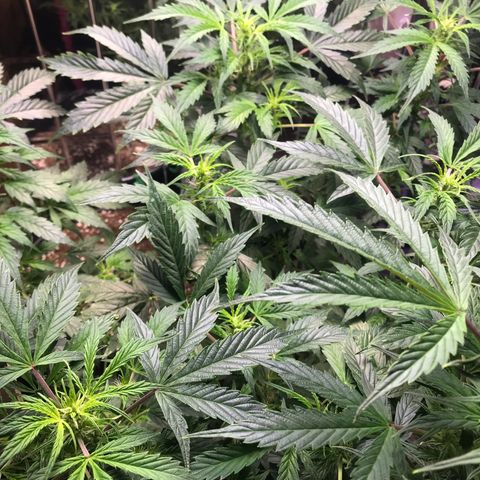 Auto Power Plant growlog timeline photo