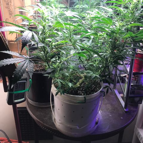 Auto Power Plant growlog timeline photo