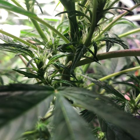 Auto Power Plant growlog timeline photo