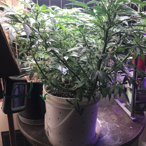 Auto Power Plant growlog timeline photo