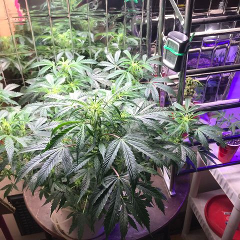 Auto Power Plant growlog timeline photo
