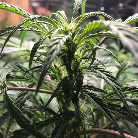 Auto Power Plant growlog timeline photo