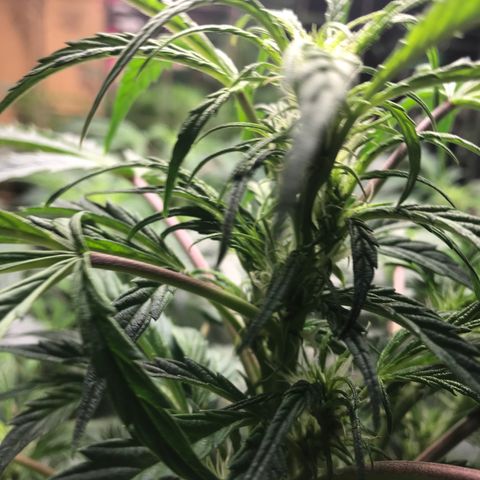 Auto Power Plant growlog timeline photo