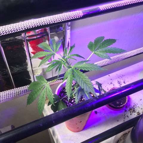 Auto Power Plant growlog timeline photo