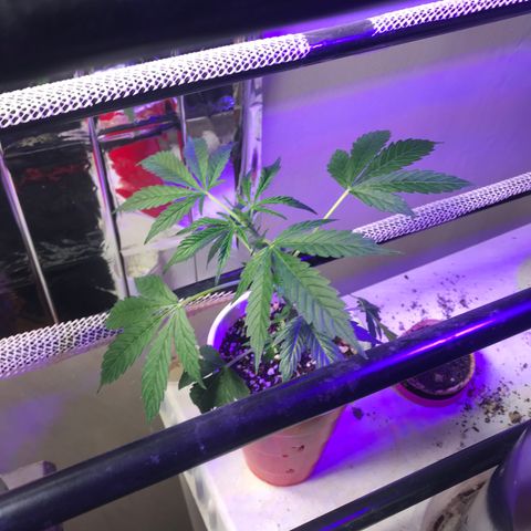Auto Power Plant growlog timeline photo