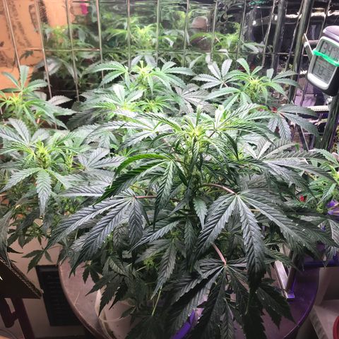 Auto Power Plant growlog timeline photo