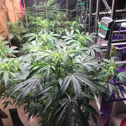 Auto Power Plant growlog timeline photo