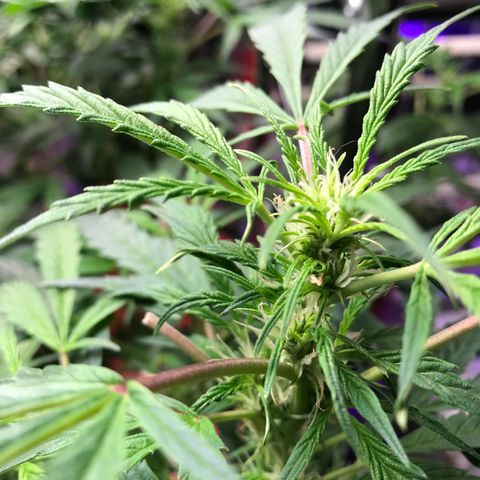 Auto Power Plant growlog timeline photo