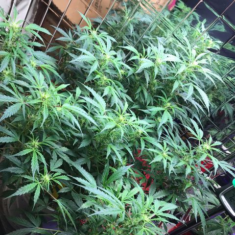 Auto Power Plant growlog timeline photo