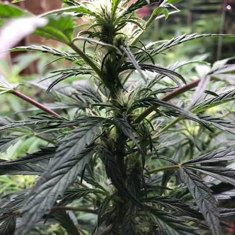 Auto Power Plant growlog timeline photo