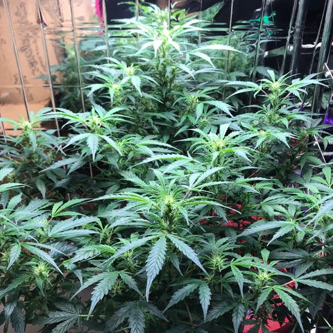 Auto Power Plant growlog timeline photo