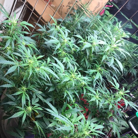 Auto Power Plant growlog timeline photo