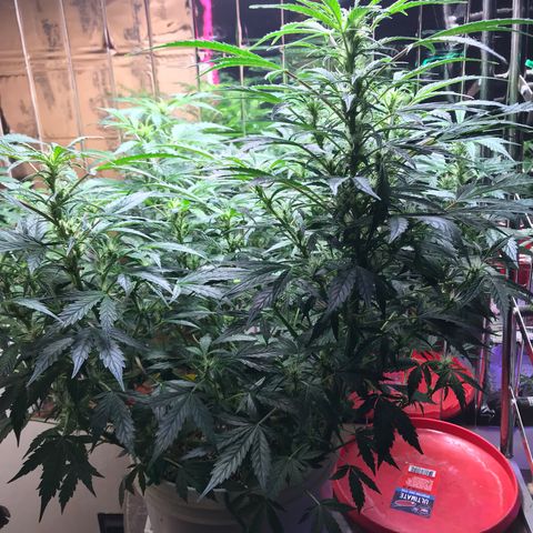 Auto Power Plant growlog timeline photo