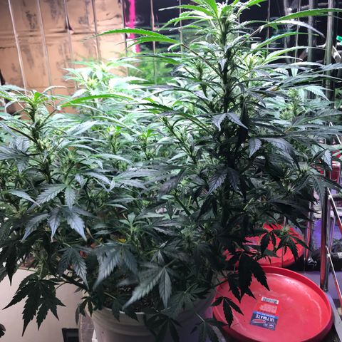 Auto Power Plant growlog timeline photo