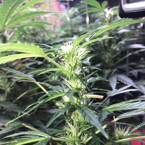 Auto Power Plant growlog timeline photo