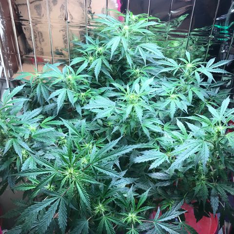 Auto Power Plant growlog timeline photo