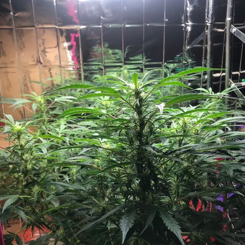Auto Power Plant growlog timeline photo