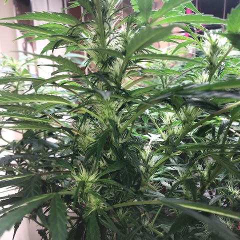 Auto Power Plant growlog timeline photo