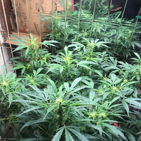 Auto Power Plant growlog timeline photo
