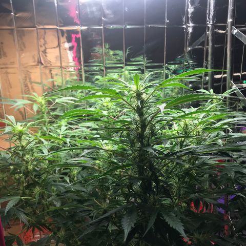 Auto Power Plant growlog timeline photo