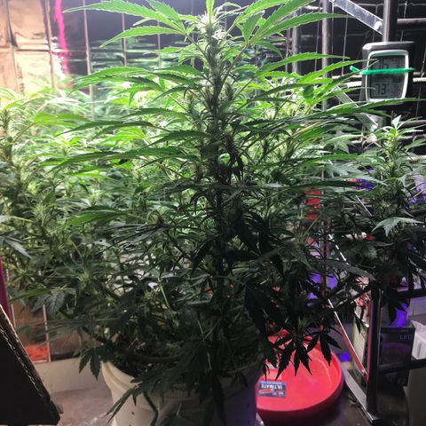 Auto Power Plant growlog timeline photo