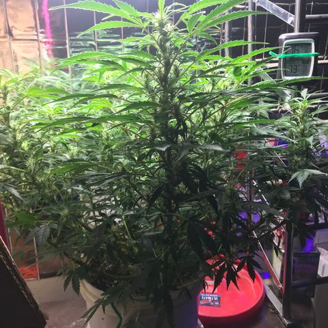 Auto Power Plant growlog timeline photo