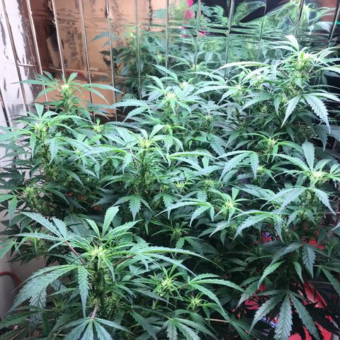Auto Power Plant growlog timeline photo